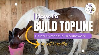 How to Build Your Horses Topline with Groundwork in 3 Months CASE STUDY and EXERCISES [upl. by Montano]