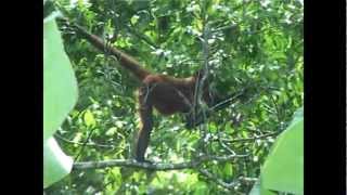 singe araignée Costa Rica 2005 [upl. by Lehcyar]