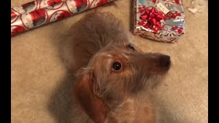 Dachshund Growling over Cookies [upl. by Analihp]