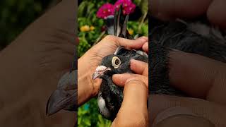 Best Kbutar Eyes So Beautiful Bird volg pigeon birds trending shortvideo [upl. by Tammany551]