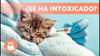 SÍNTOMAS de un GATO INTOXICADO 🐱⚠️ 5 Intoxicaciones más Comunes [upl. by Linus308]