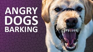 ANGRY DOGS BARKING sound effect HD [upl. by Loresz738]