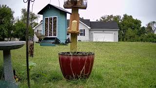 Squirrels Finches and a Wood Pecker [upl. by Eikin]