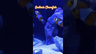 Ocellaris Clownfish aquariumfish nature aquarium fish [upl. by Blackman]