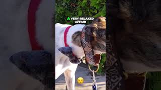 Whats it like to walk a Greyhound dog adoptagreyhound greyhound greyhounds [upl. by Bough]