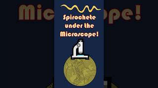 Spiral Bacteria Spirochete Under the Microscope Spirochete microscopeview scienceshorts [upl. by Bradly425]