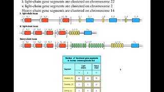 Immunogenetics part 3 [upl. by Angelita]