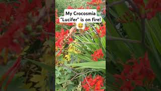 My Crocosmia quotLuciferquot is on fire shorts viral garden TrowelandTravel [upl. by Taima]