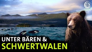 Amerikas Fjorde ‒ Unter Bären amp Schwertwalen  Erlebnis Erde [upl. by Nivart]