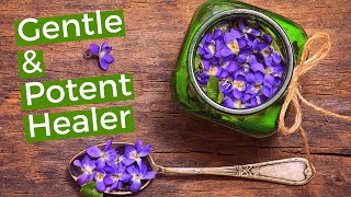 Viola Odorata  8 Medicinal Benefits of Gentian Violet You Need To Know About Now [upl. by Nnawaj]