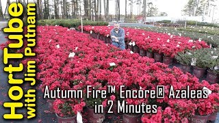 Autumn Fire™ Encore® Azaleas in 2 Minutes [upl. by Sherborne]