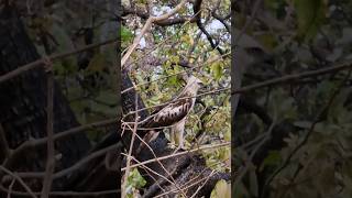 changeable hawk eagle phatozone birds birdphotography corbettnationalpark [upl. by Suiradel]