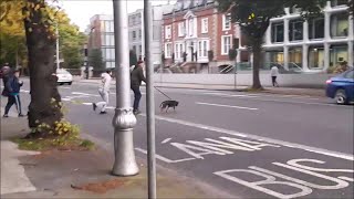 Ballsbridge Dublin Being Invaded By Migrants [upl. by Aseneg]