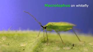 Macrolophus caliginosus sur larve daleurode  Koppert [upl. by Lemrac]