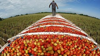 American Agriculture Technology  Harvest Billions Of Tomatoes In California [upl. by Sherar268]