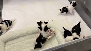 Havanese Puppies Playing at 3 weeks Old 2024 02 06 [upl. by Reeva862]