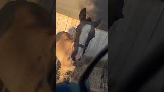 Oh oh Billy laat zich niet meer vangen 😱  PaardenpraatTV pptv horse shortvideo shorts [upl. by Ecaidnac]