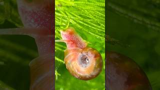 🔵 Caracoles Planorbis rojos en acuario plantado de 80 litros 🔵 [upl. by Roch]