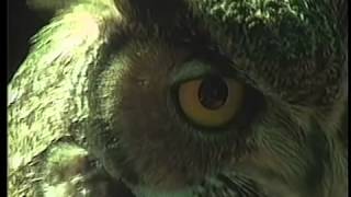 Bill Viola  Owl  I Do Not Know What It Is I Am Like 1986 [upl. by Kaila]