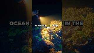 OceanSea Creatures That Glow in the Dark 🌟 InfoFusion [upl. by Cleopatre529]