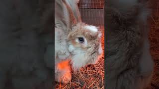 Have you ever seen this RARE rabbit eye color rabbit angora bunny angorarabbit cute homestead [upl. by Plank]