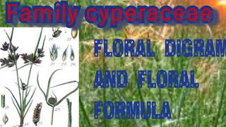 BSc 2year botany cyperaceae family vegetative character and Economic importance [upl. by Anicul]