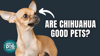 12 Things Only Chihuahua Dog Owners Understand [upl. by Nika]