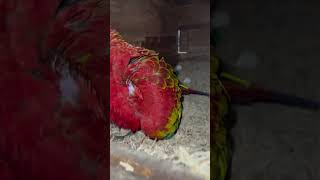 Green Wing Macaw  Hatching eggs macaw greenwingmacaw parrot [upl. by Rieth]