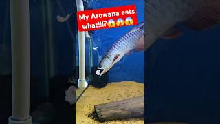 My Daisy the arowana eats what 😱😱😱😱😱 shorts arowana aquarium [upl. by Ellerd]