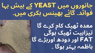 Yeast importance in animals  live yeast importance in cow  buffalo goat  Yeast uses in cow [upl. by Selden]