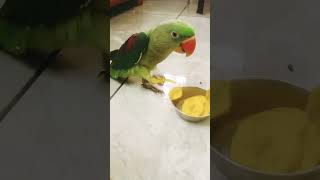 My cute parrot Eating Chips parrottalking cutebird trendingshorts ytshorts parroting parrot [upl. by Sneve]