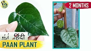 PAAN PLANT at home  How to Grow Betel Leaf plant Care Tips in Hindi Urdu [upl. by Ahsoyek]