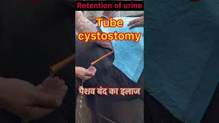 Tube Cystostomy l Retention of urine l dr umar khan [upl. by Irak]