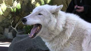 Arctic Wolf HowlMTS [upl. by Ylecic]