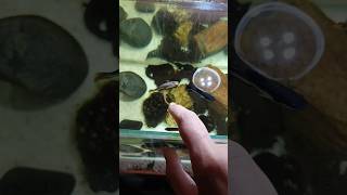 machhli jal ki rani hai🐠🐠👸👸🐟aquarium molly fish fish guppy fish betta zebra danios pets [upl. by Yecies991]