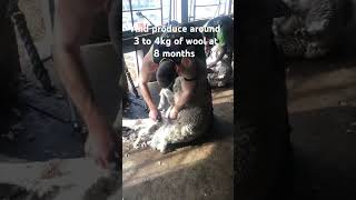 Tienie shearing RAMS 🐏 [upl. by Anoet653]