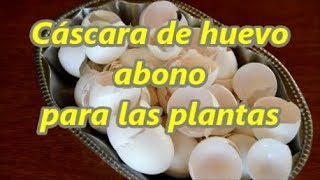 Como hacer polvo la cascara de huevo para las plantas [upl. by Qifar]