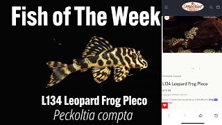 L134 Leopard Frog Pleco imperialtropicals L134Leopardfrog fishtank [upl. by Micah]