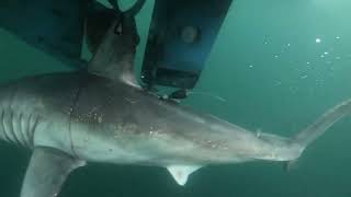 Tagging and Releasing a Porbeagle Shark [upl. by Raila]