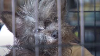 More Than 100 Animals Rescued from Arkansas Puppy Mill [upl. by Hays]