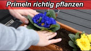 Primula Acaulis Pflanzen – Primeln richtig einpflanzen – Standort ab wann Abstand Tiefe Frost [upl. by Saphra331]