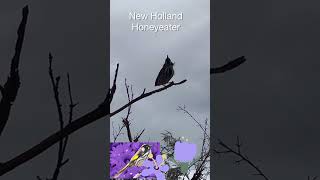 New Holland Honeyeater [upl. by Ahkeber]