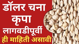 कृपा डॉलर चना l कृपा काबूली हरभरा l krupa harbara l dollar chana l kabuli harbara lagvad l कृपा वान [upl. by Raine]