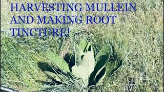 Harvesting Mullein Making Mullein Root Tincture [upl. by Hoxsie]