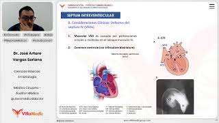 Desarrollo del sistema cardiaco  Septum interventricular [upl. by Nywnorb256]