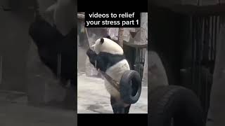 Videos to relief your stress part 1animals funny shorts yt [upl. by Ran]