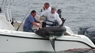 Shark Fishing  New England  480lb Thresher Shark [upl. by Nenney]