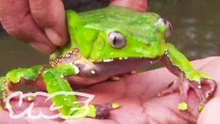 Tripping on Hallucinogenic Frogs Part 13 [upl. by Baxy]