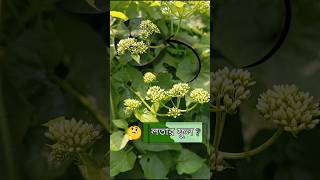 লতা ফুল 🌿 । বিকাশ লতা। Mikania botanical reels flowers plants garden youtubeshorts [upl. by Canute]