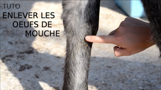 Tuto  Enlever les oeufs de mouche ✩ [upl. by Featherstone]